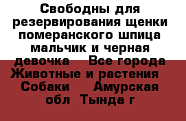 Свободны для резервирования щенки померанского шпица мальчик и черная девочка  - Все города Животные и растения » Собаки   . Амурская обл.,Тында г.